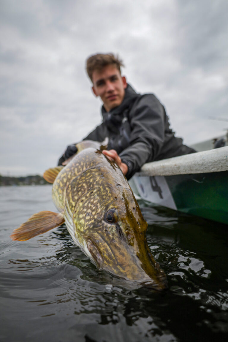 Ein Angler hält einen großen Hecht über die Bordwand von einem grünen Ruderboot, auf dem Plöner See.