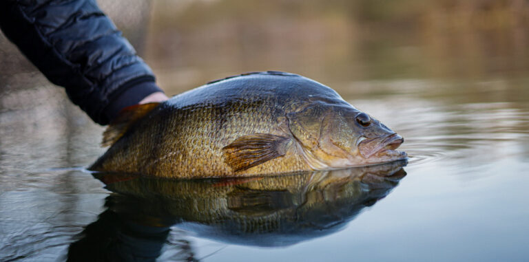 Großer Flussbarsch in der Hand eines Anglers, über die Wasseroberfläche gehalten