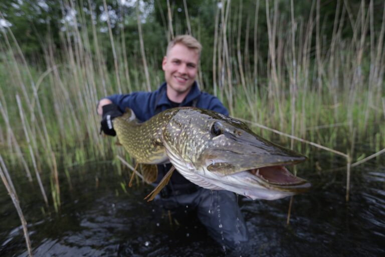 Ein Angler hält einen großen Hecht in der Hand während er vor einem Schilfgürtel kniet.