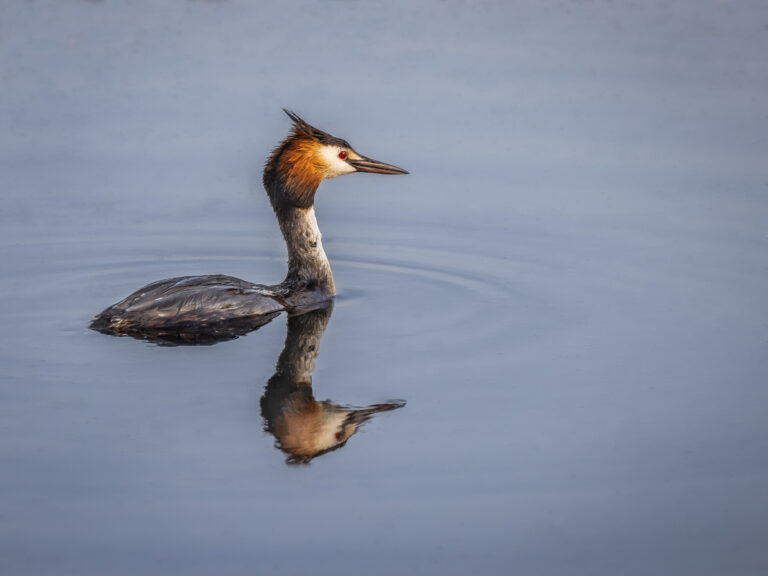 Ein Wasservogel schwimmt auf einem See.